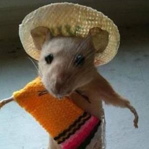 Meet your Posher, Arminta